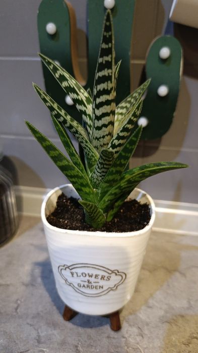 Годзилла, хойя, молочай