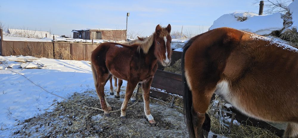 Продаются лошади