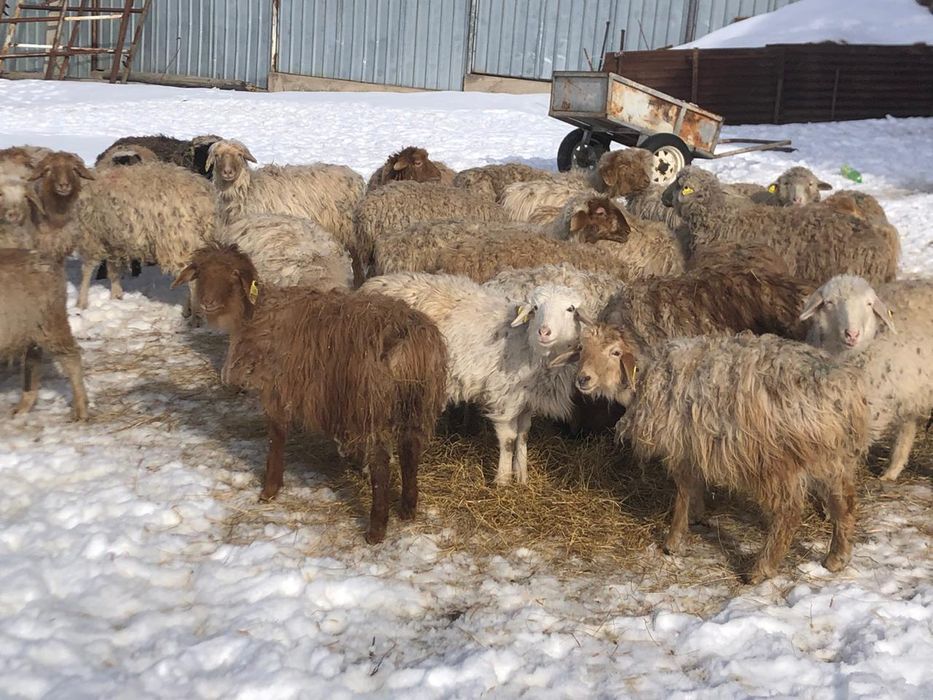 Тоқты сатам 20 ұрғашы  18 тоқты қошқар