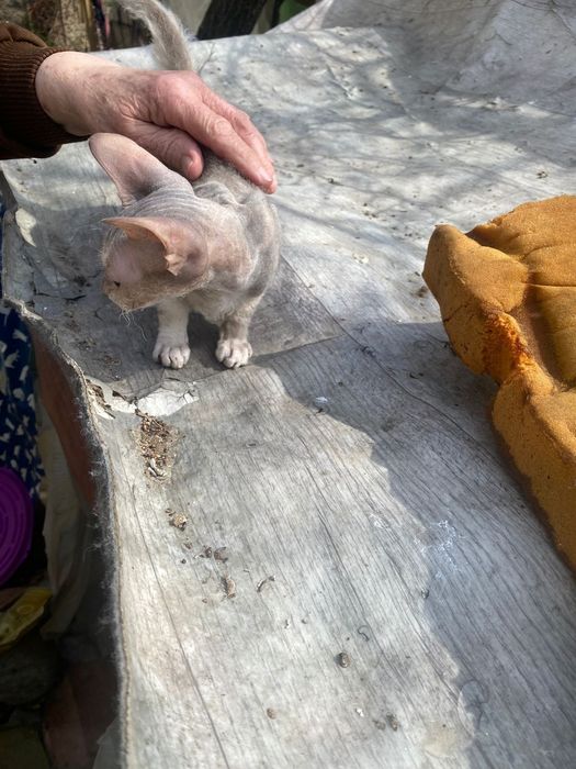 Кошечка ищет дом