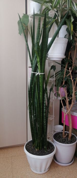Продается сансевиерия