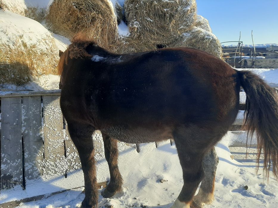 Продаётся мерин обученный