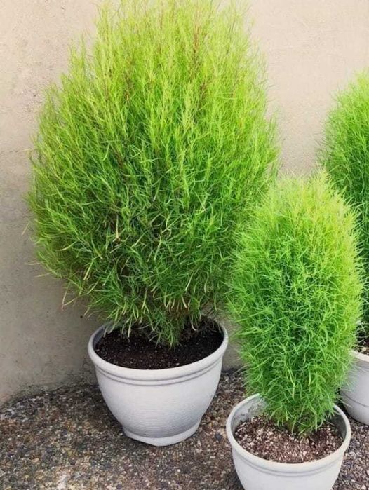 Семена кохии для балкона