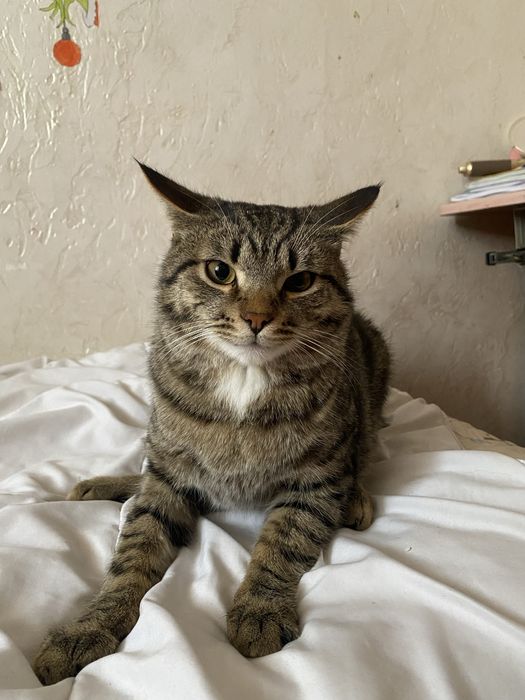 Отдаю котёнка в добрые руки