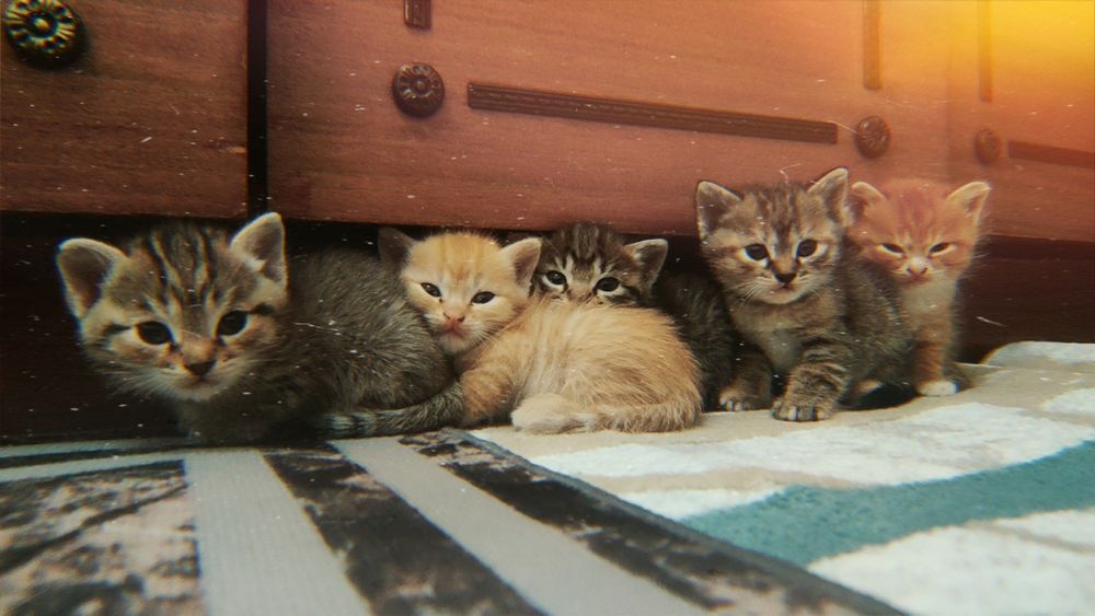 Отдам котят в руки