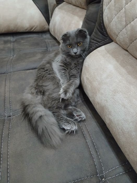 Шотландский вислоухий кот