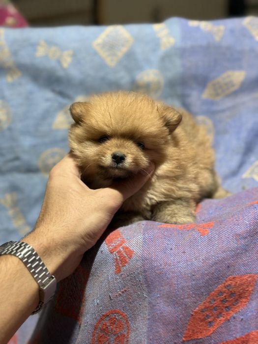 Продается щенки померанский шпиц