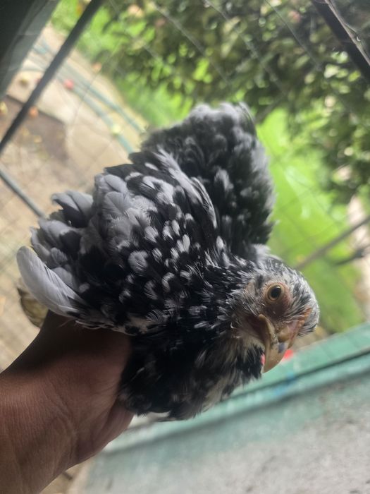 Pereche tânără cochinchina pitic