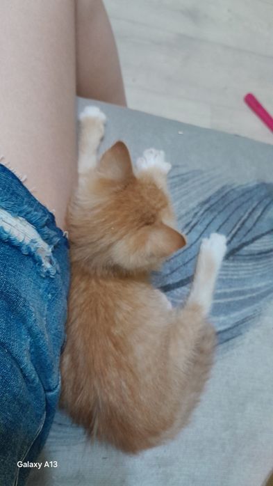 Дарю котёнка мальчик!
