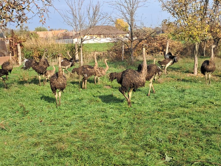 Vând pui de struț