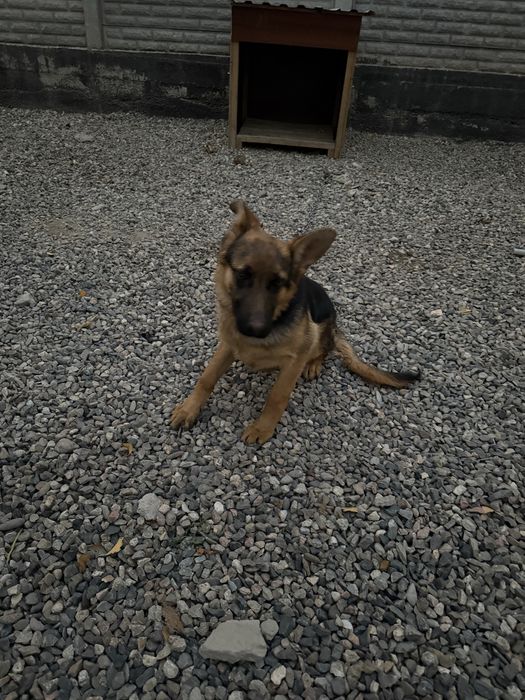 Немецская овчарка