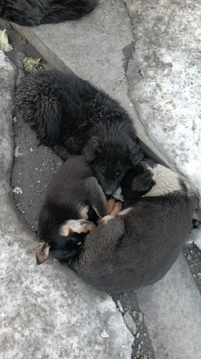 Щенкам нужен дом!