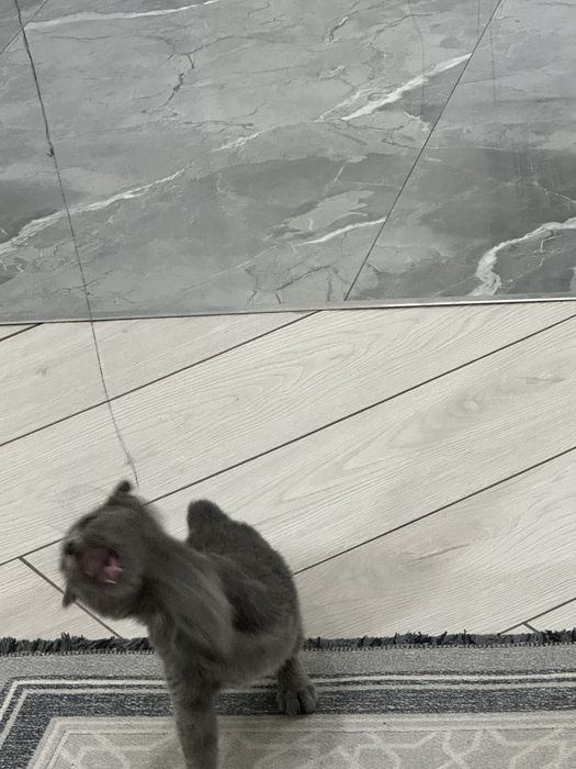 Шотландская вислоухая кошка