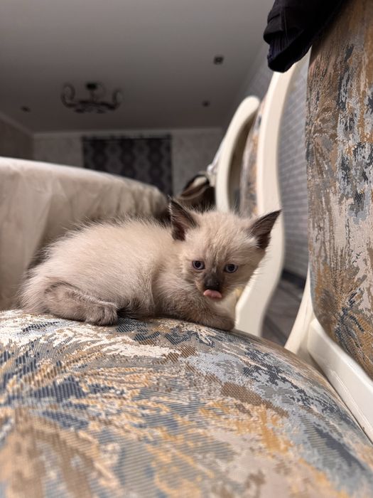 Ищем хозяина для котят