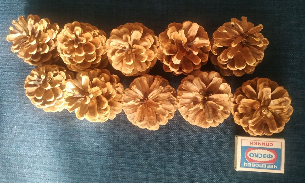 Сосновые шишки продам