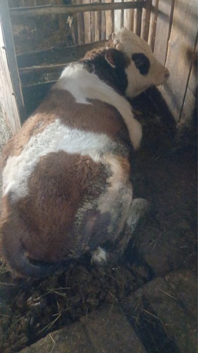 Продам бычка симментальской породы