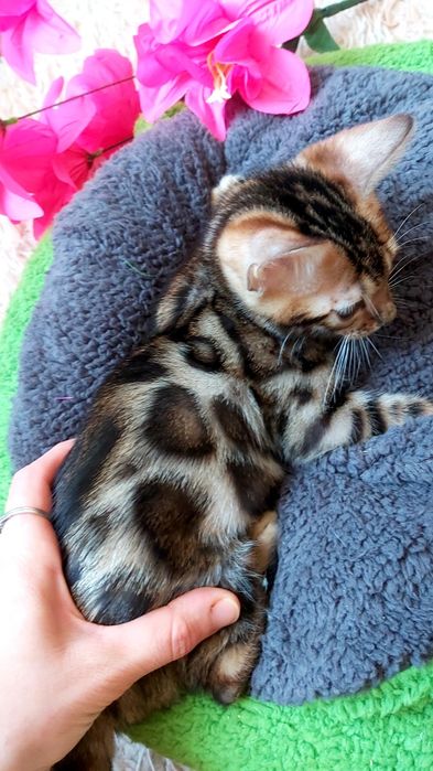 Мини-леoпардики. Бенгальские КОТЯТА