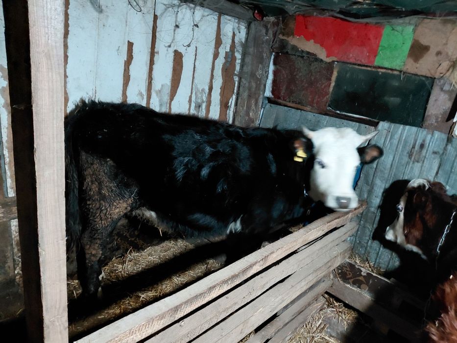 Сиыр, корова, крс