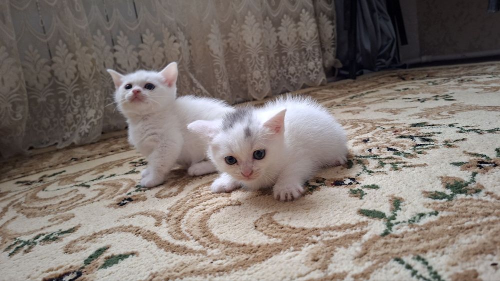 Mushuk bolasi  sotiladi skotsh strayd