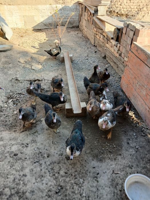 Продам Индоутки 15 штук