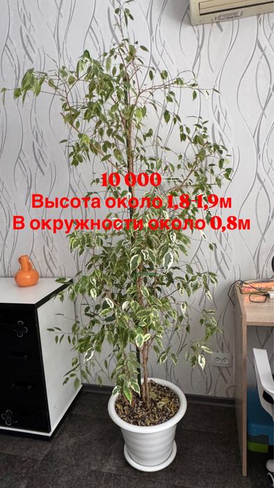 Продам комнатные цветы
