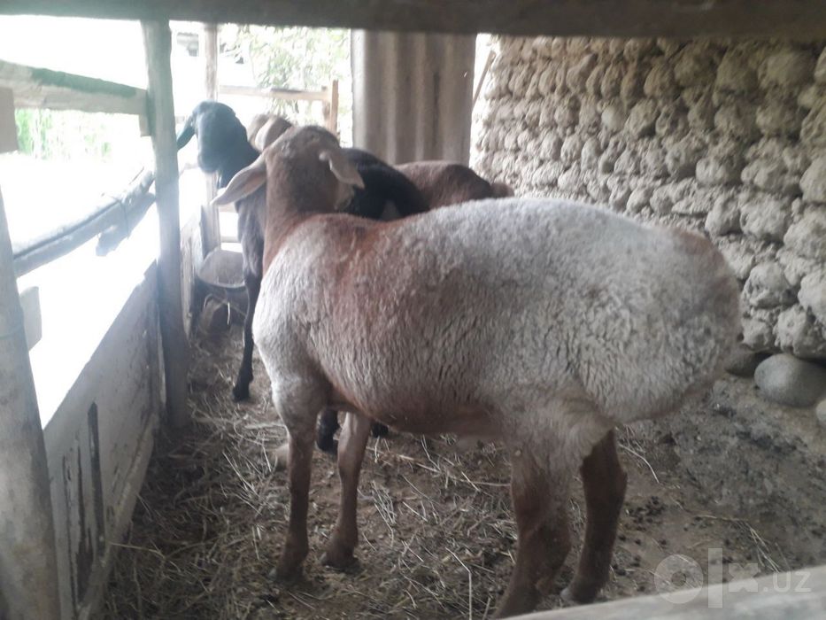 Qoy qoʻzilar qoʻylar sotamiz