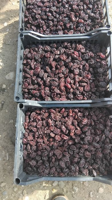 Vând prune uscare agen