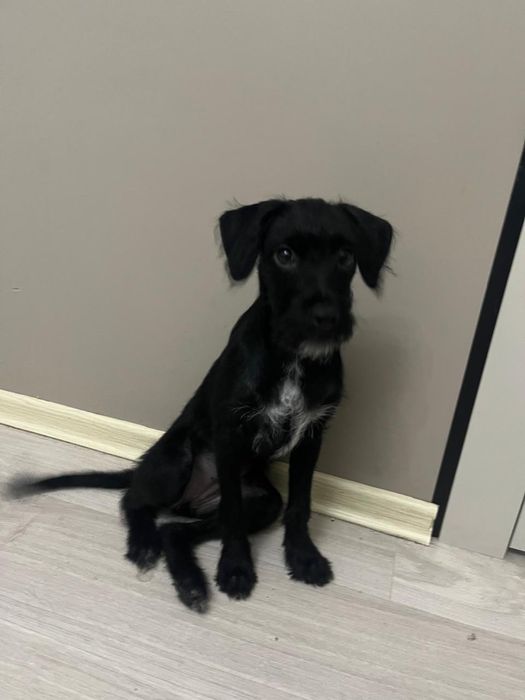 Одадим в хорошие руки красивую девачку