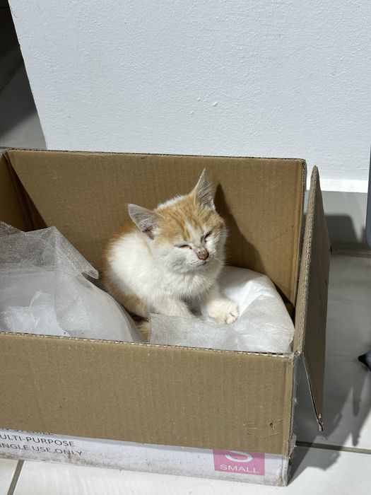 Отдам котенка в добрые руки