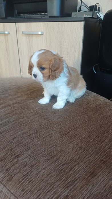 Продавам кавалер кинг чарлз шпаньол