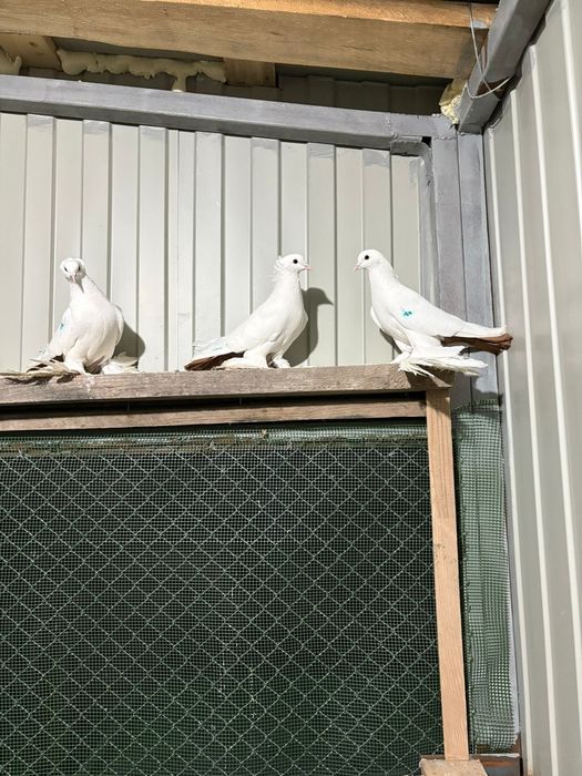 Желтохвостые летные голуби