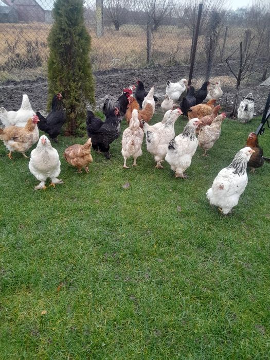 Vînd puici si gaini de anul trecut tot ce se vede este de casa