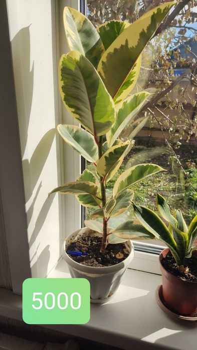 Продам комнатные цветы