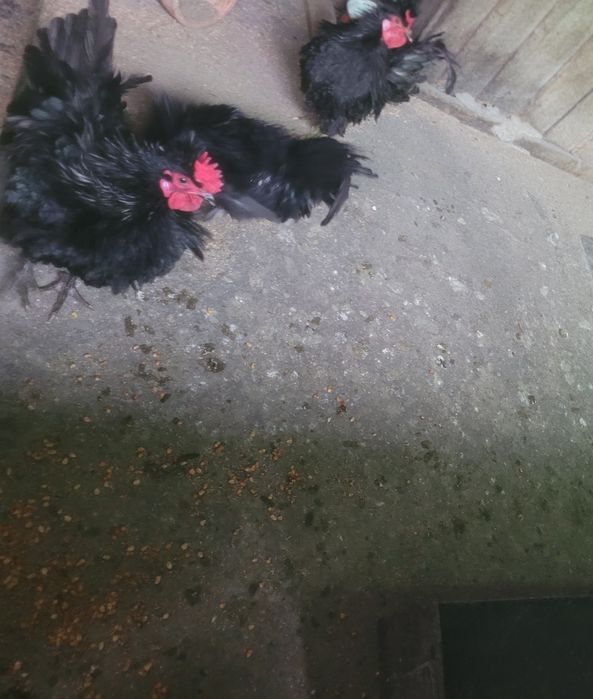 Cocosei frizati  2025