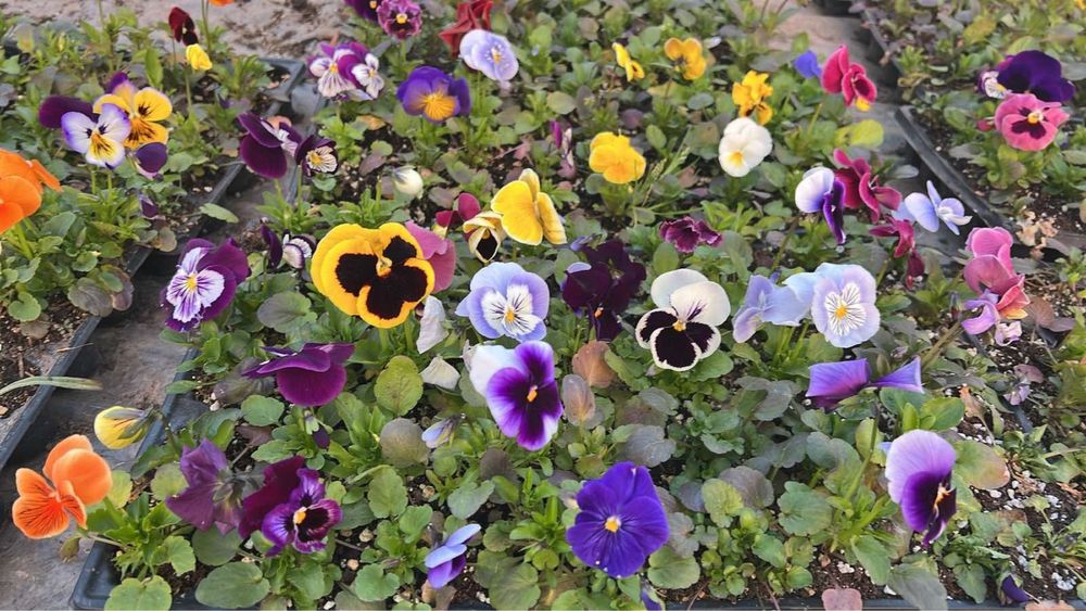 Теменужки /  Виоли промоционална цена 0.30€