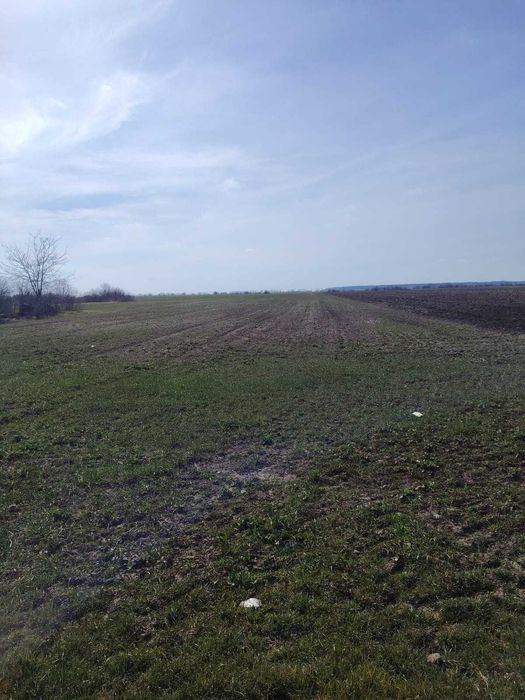 Loturi teren intravilan de vanzare, Localitatea Dascalu, Jud. Ilfov