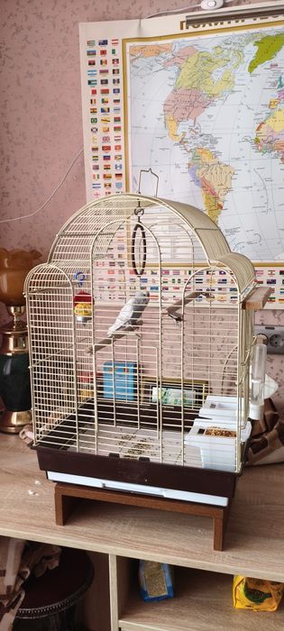 Попугай с клеткой