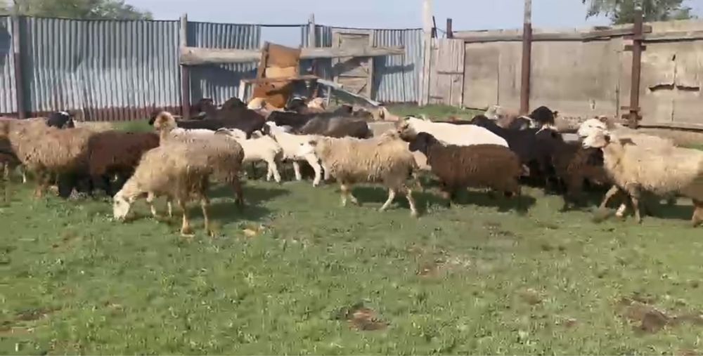 Продам баран! Нахрдятся в Красном яре!
