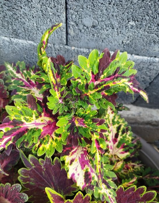 Продам сортовые  колеусы