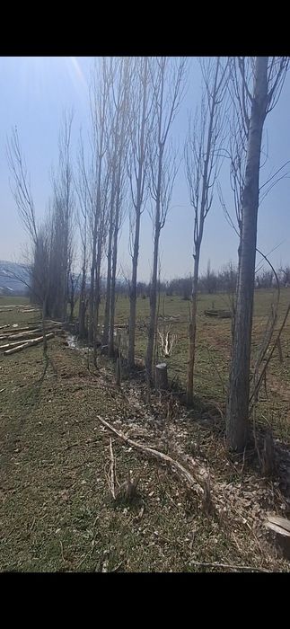 Терек сатылады 300-400 шт бар