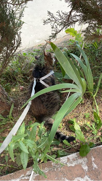 Petsitter- Dog walker