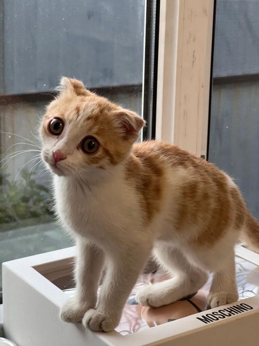 Котик активный 4 месяцев