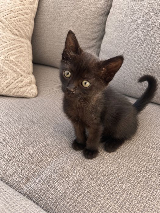 Pisicuta pt adoptie