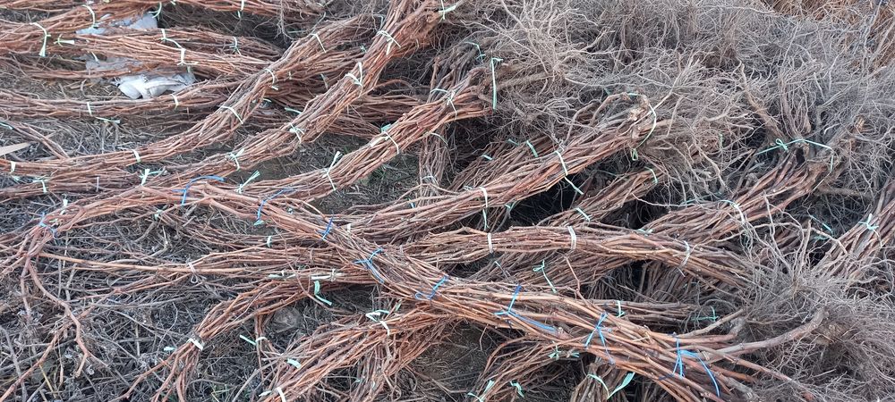 3 yillik uzum kochat