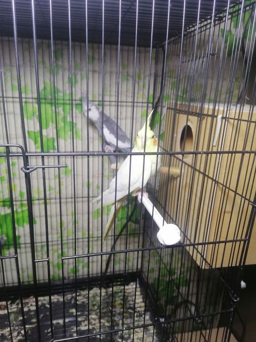 Попугаев оптом срочно по нужде продаю.Толка оптом