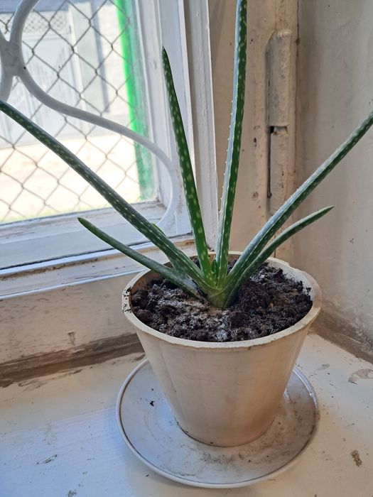 Алоэ.       вера