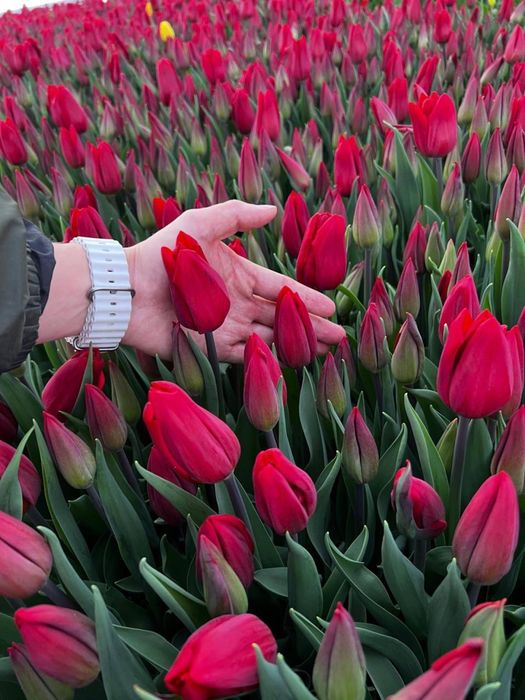 Тюльпаны Астана,доставка бесплатная!