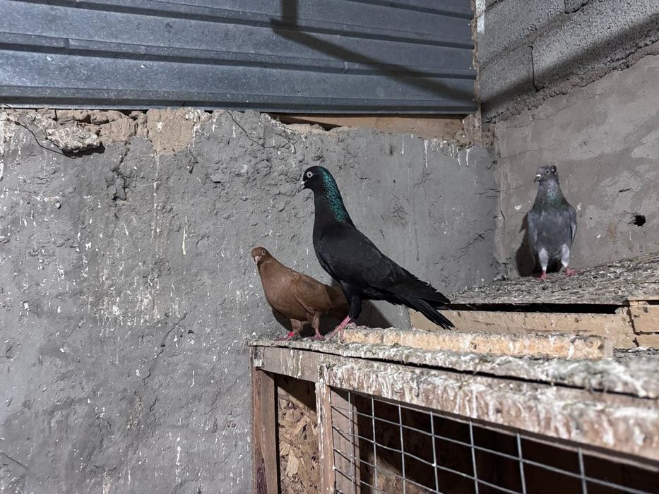 Голуби.Иранцы.пара