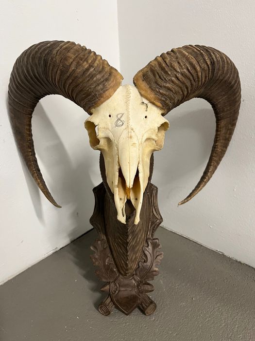 Трофеи от муфлони