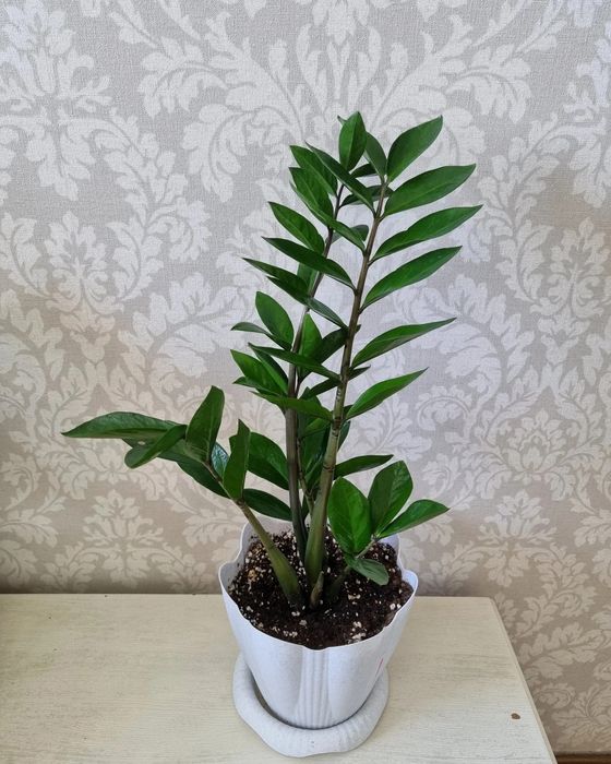 Долларовое дерево Замиокулькас